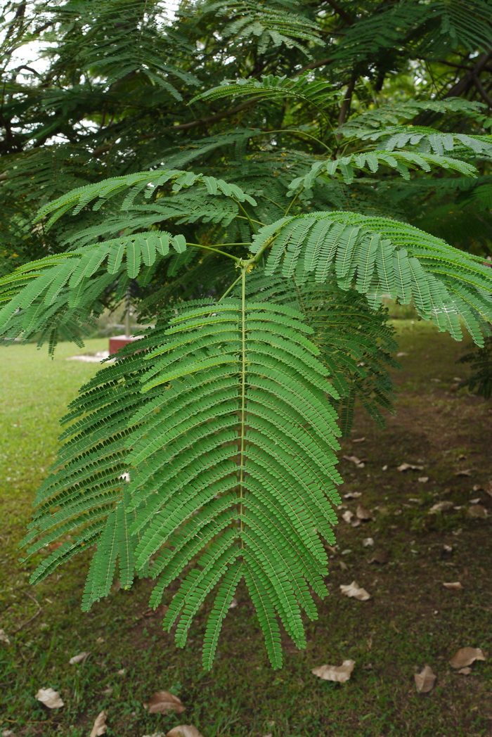 20朴树价格