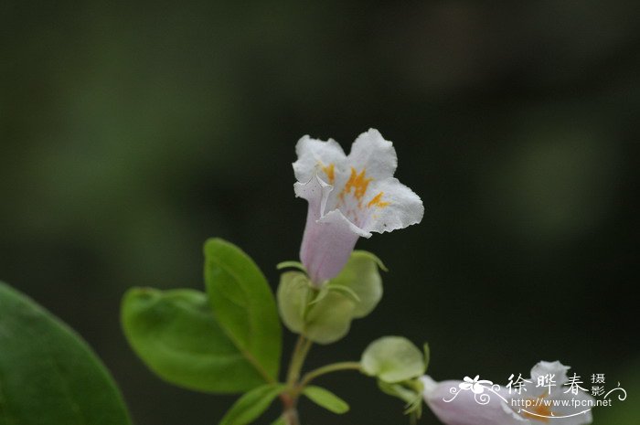 四季花卉