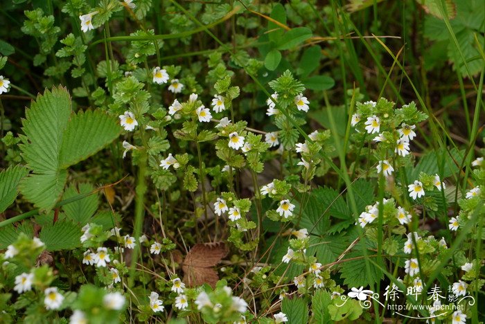 郁金香有毒