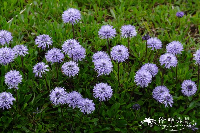 植物园里有什么植物