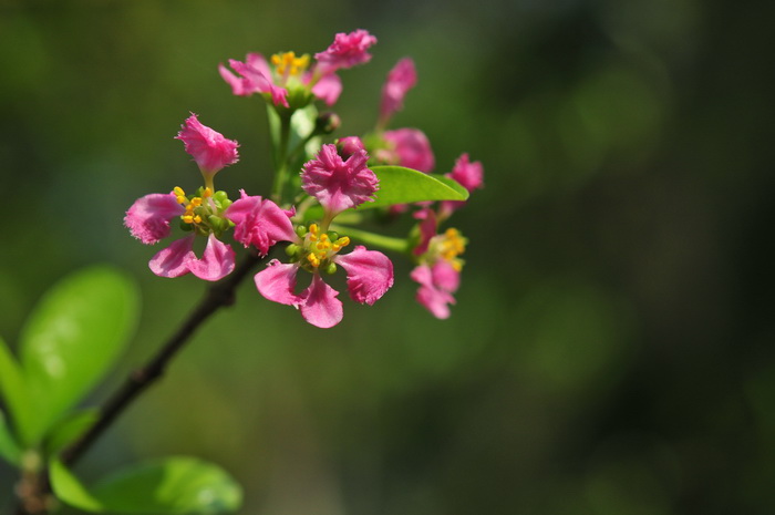 丁香花开的时候