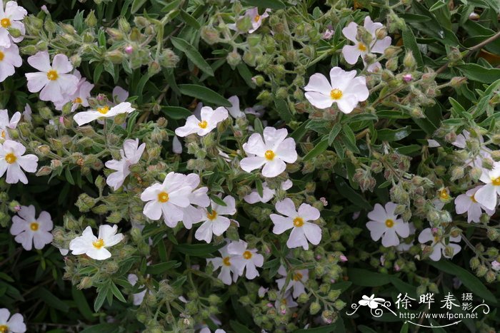 野玫瑰花