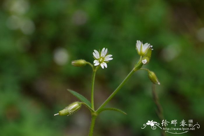 郁金香土培