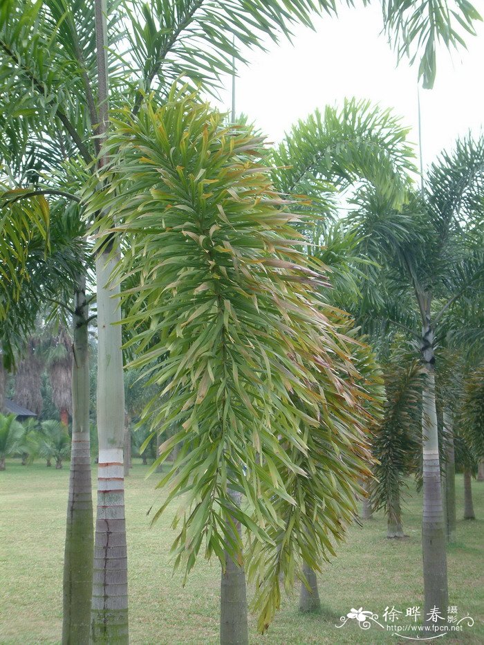 多肉植物怎么养浇水