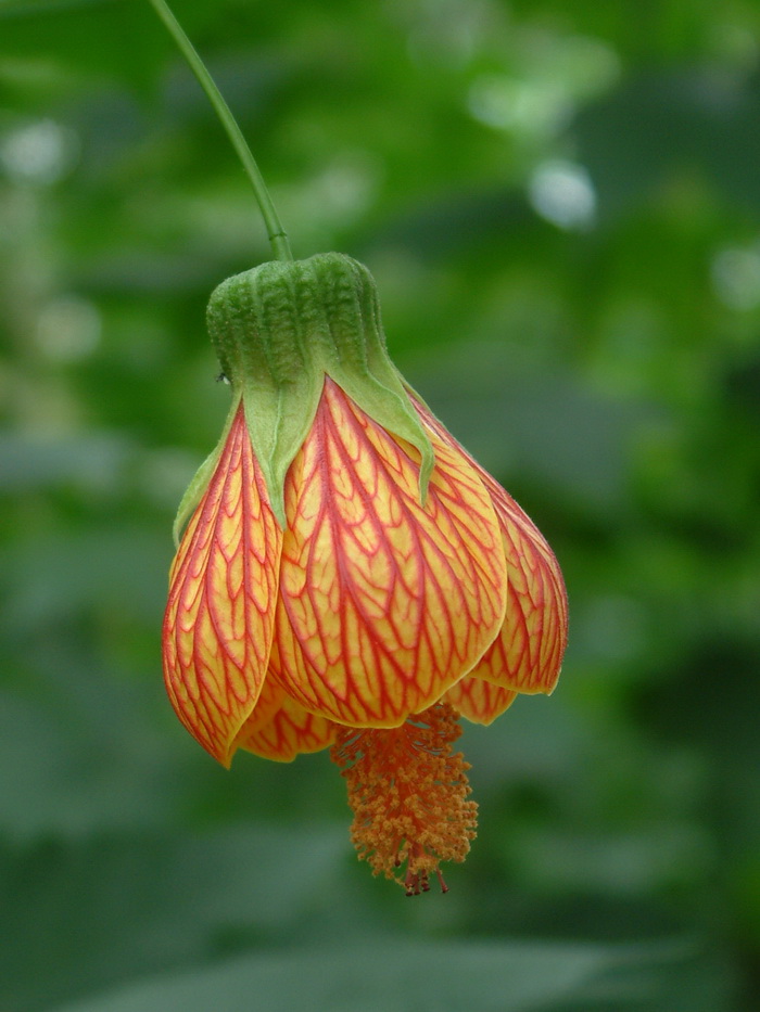 繁缕花花语