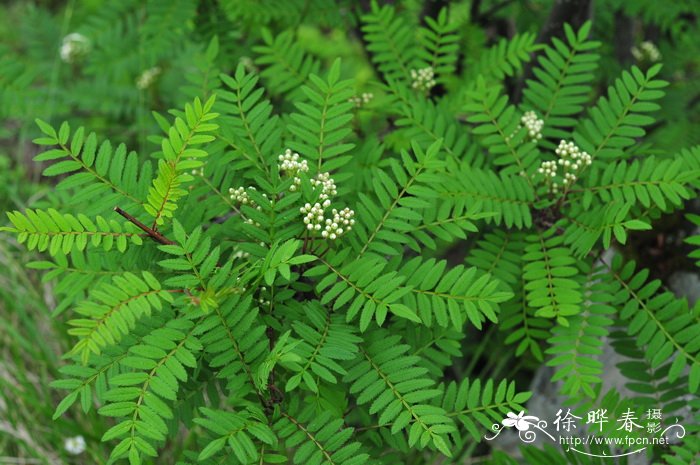 各种花草图片大全大图