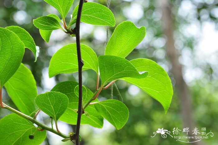 植树节适合种什么树