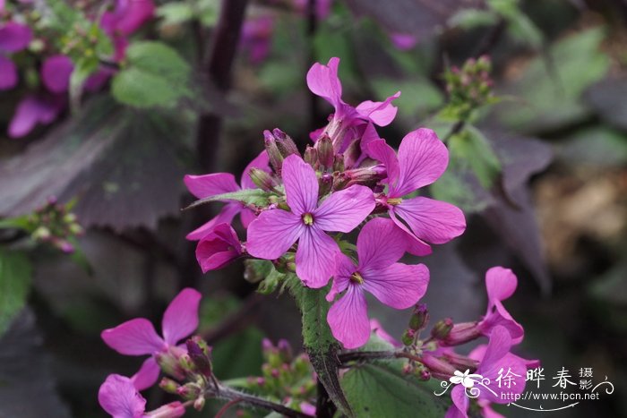 仙人球什么时候开花?