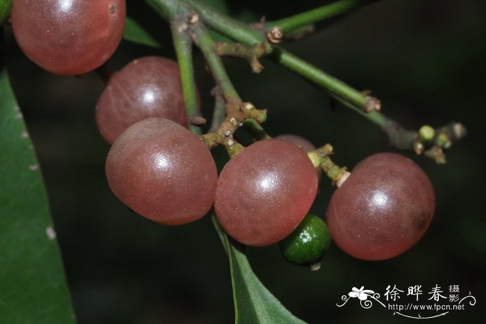 番茄图片