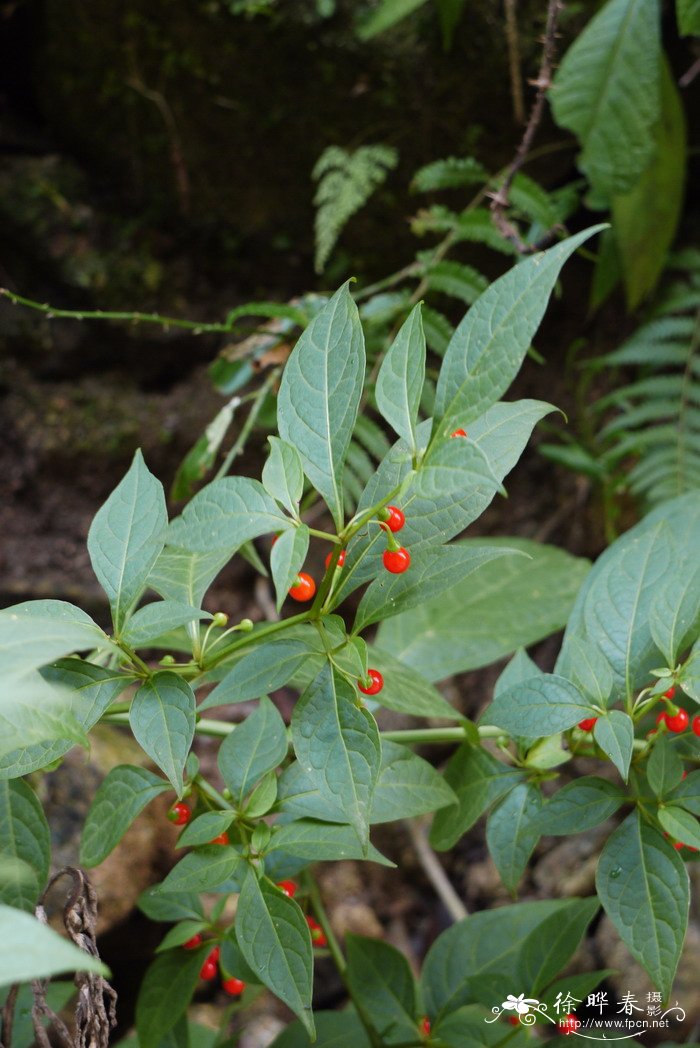 白色郁金香花语和寓意