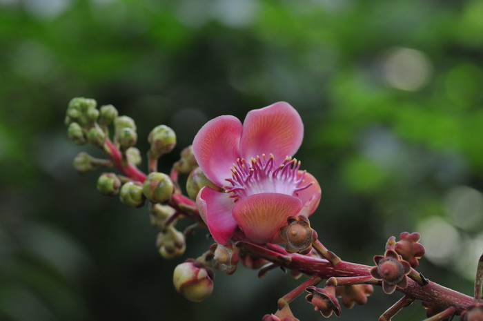 樱花树图片