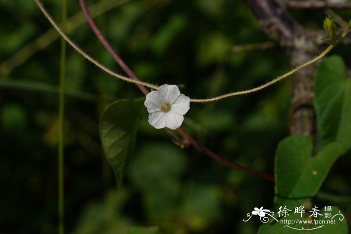 紫花地丁图片