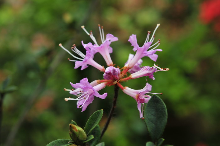 白菊花价格