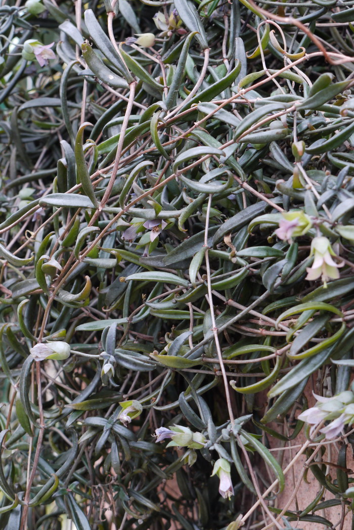 野棉花图片