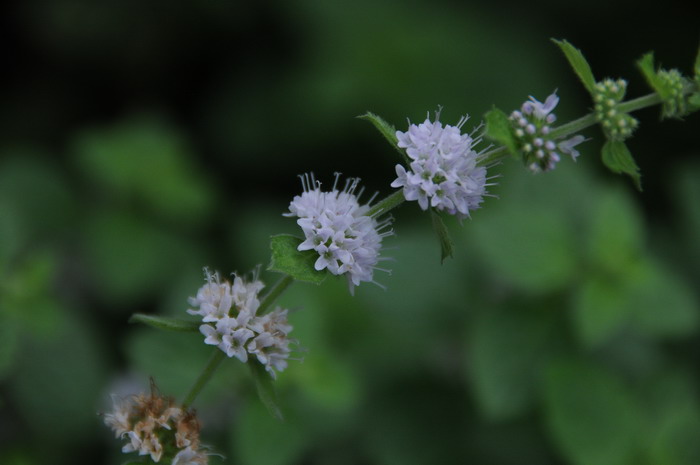 绣球花花语