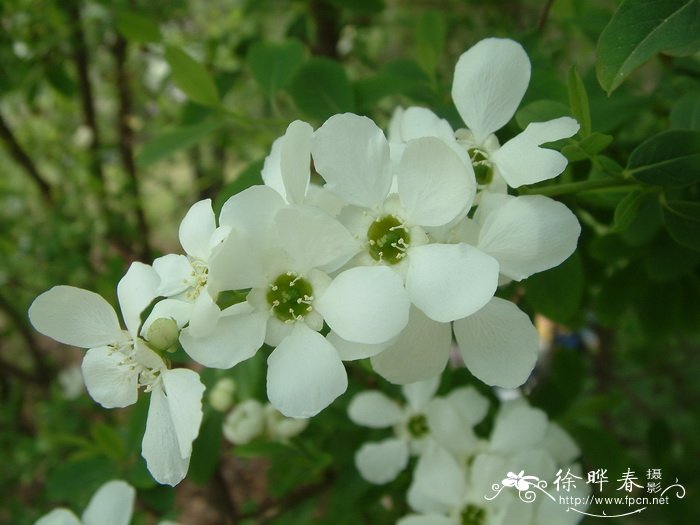 大花香水月季