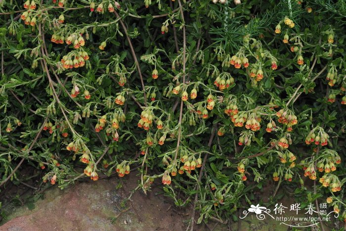 凤仙花的图片