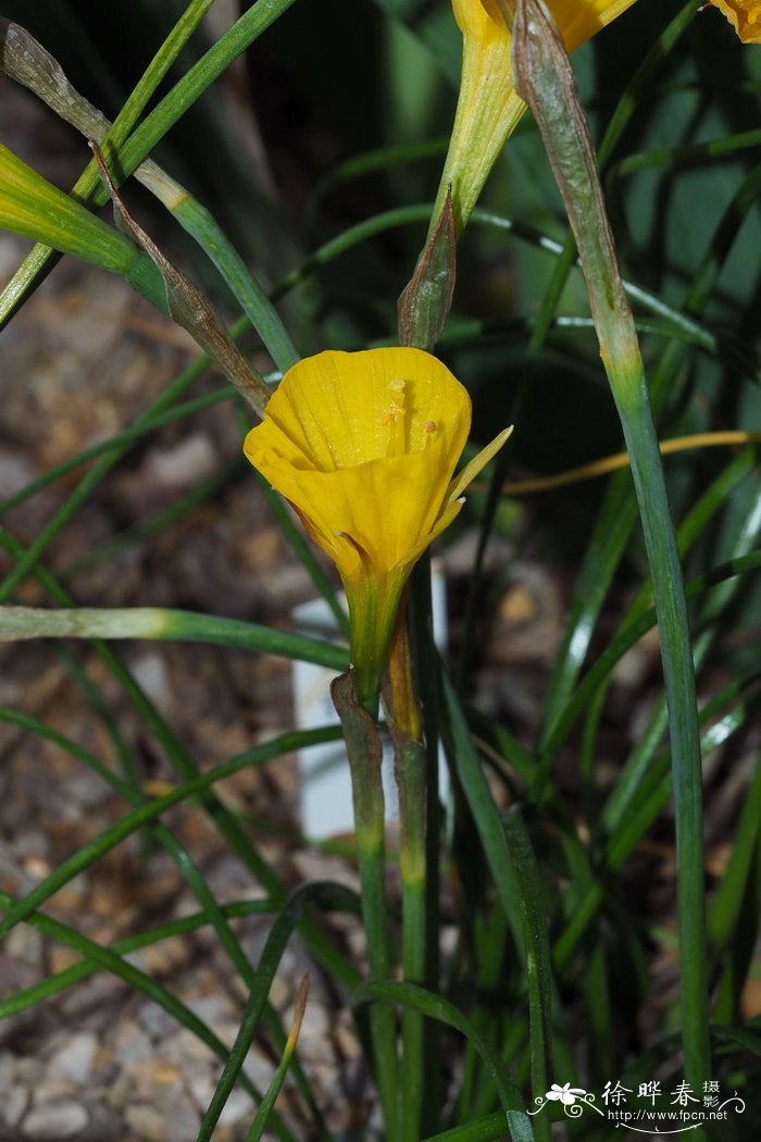 室内水培植物100种图片名称