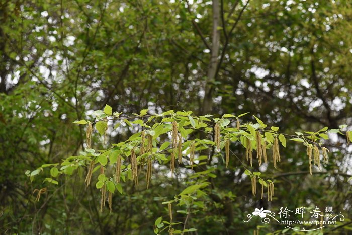 美国红枫种植技术