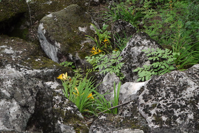 黄花风铃