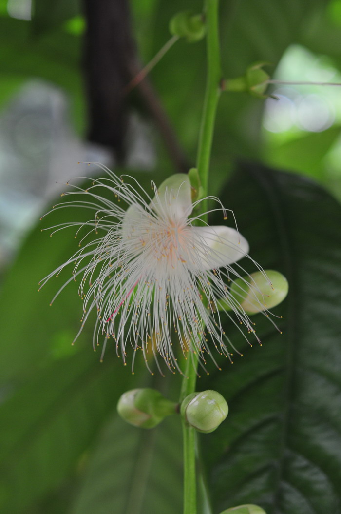 种什么植物可以驱蚊虫