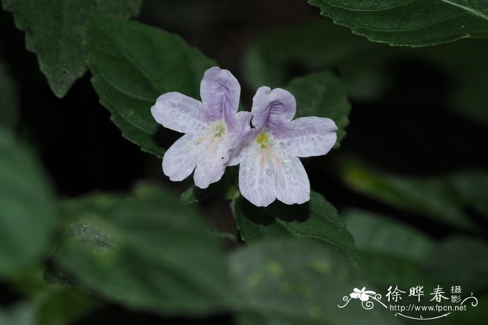 泡桐花