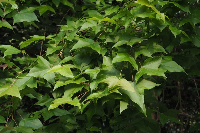 水仙花真实图片