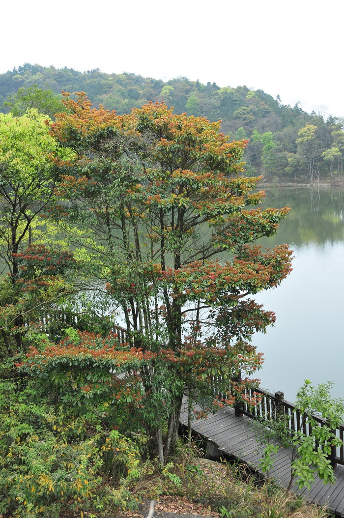 北方院子桂花树冬天怎样保护