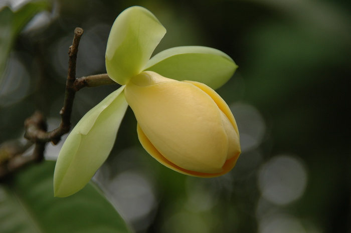 黄花梨价格