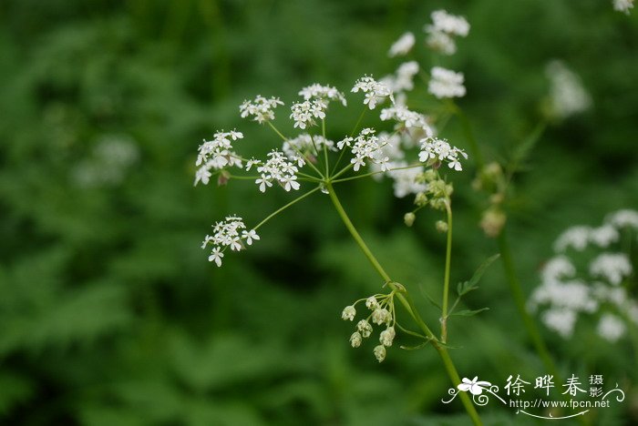 水仙花的知识