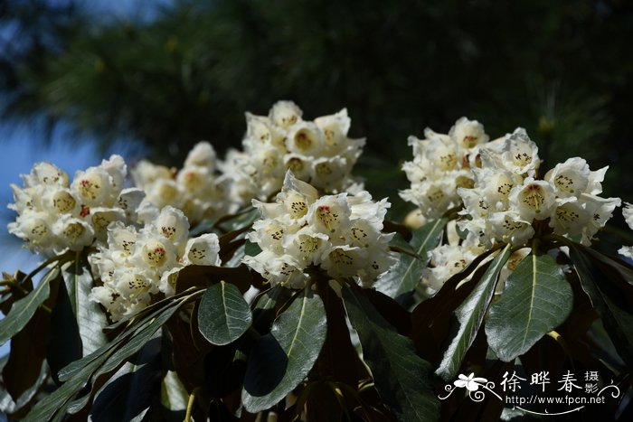 哪些植物除甲醛最好