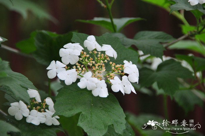 鲜花的花语