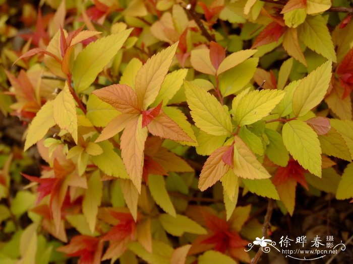 郁金香种植时间