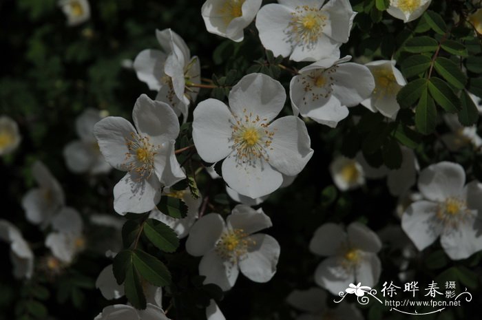 百合花的种植时间方法