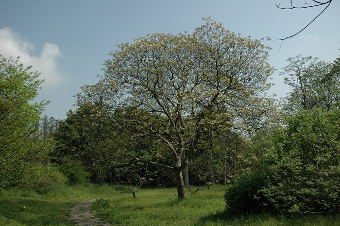 兰花喜欢酸性土壤还是碱性土壤