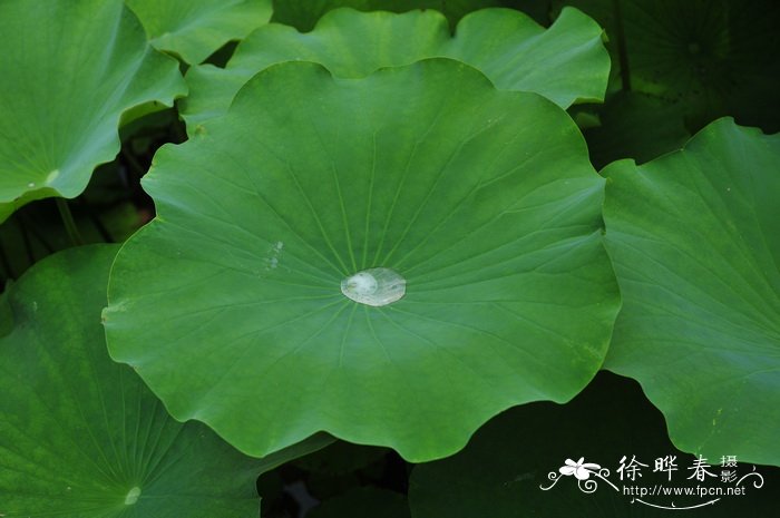 啤酒浇花的正确方法