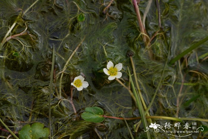 香水花