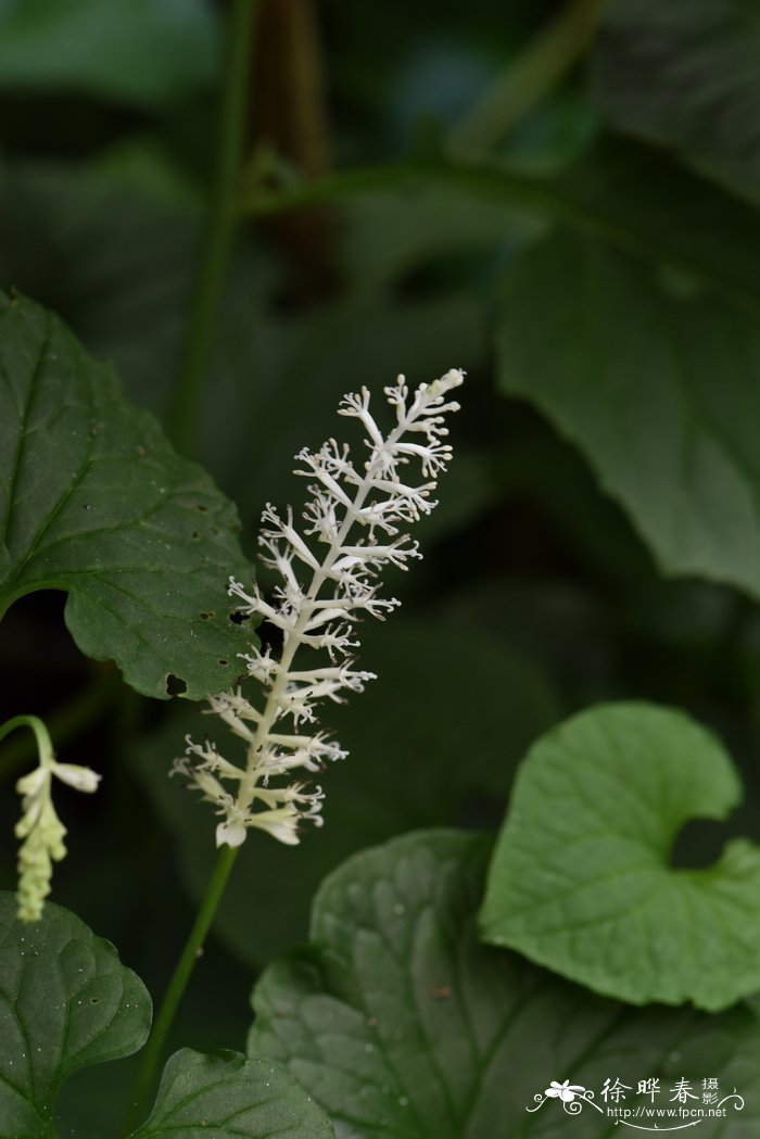 苹果什么时候开花