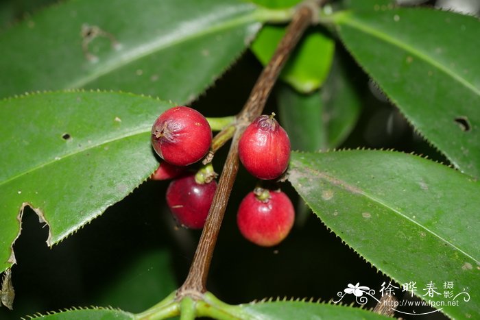 金花茶种植