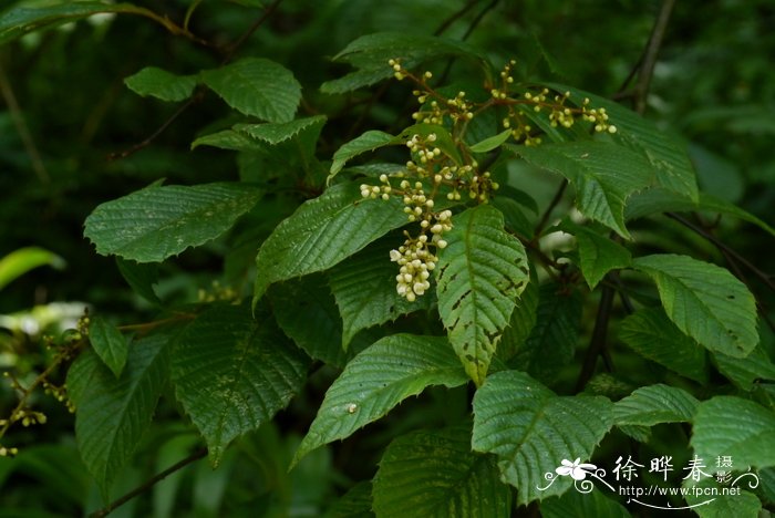 水仙花的气味