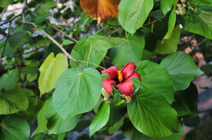 茶梅一年能开几次花