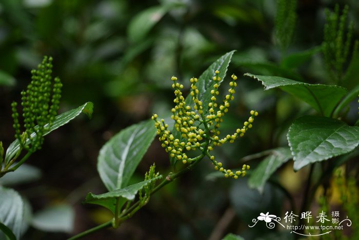 室内水培植物100种图片名称