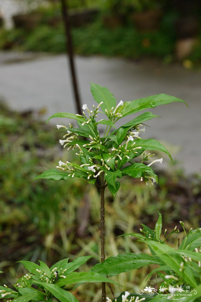 食蝇草