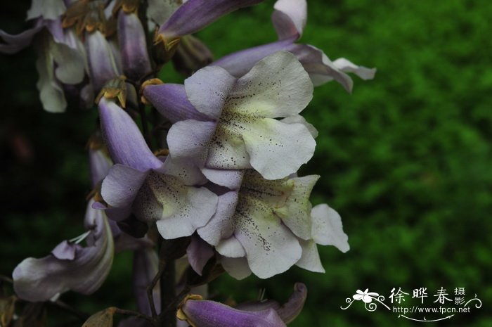 小白菊的花语是什么