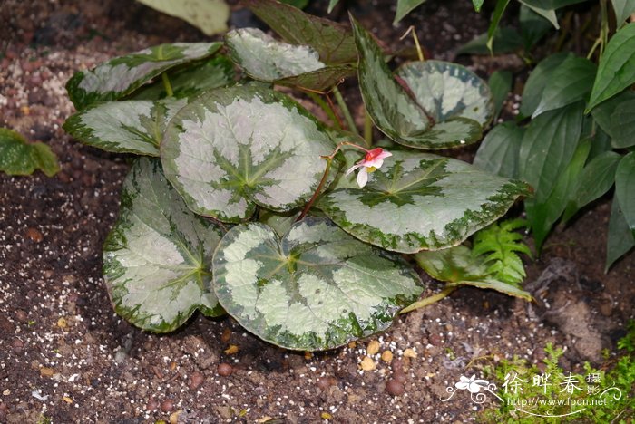 葫芦种植时间和方法