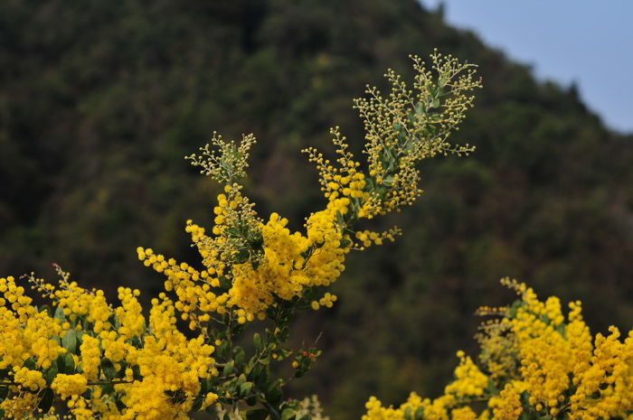 蓝香芥