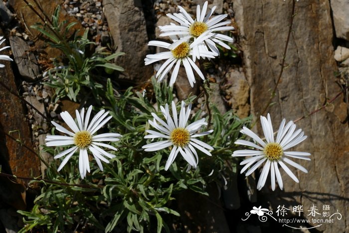 仙客来花茎发蔫弯下来