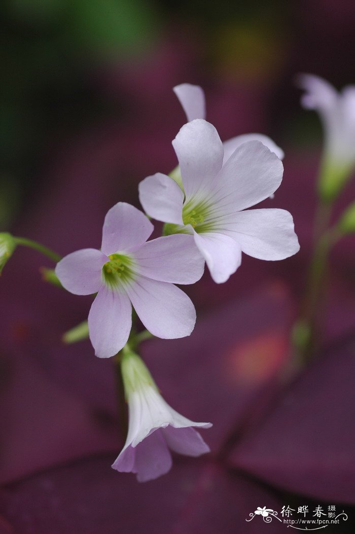 送马蹄莲花代表什么