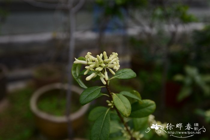 黄花梨价格