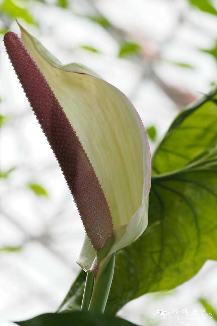 茉莉花的寓意和象征